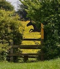 Misuse of Harassment Warnings - A peaceful horse